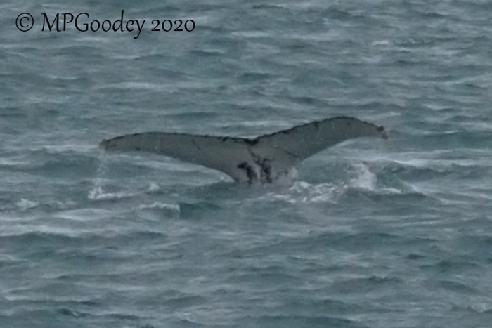 Humpback Whale