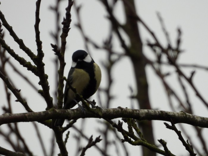 Great Tit