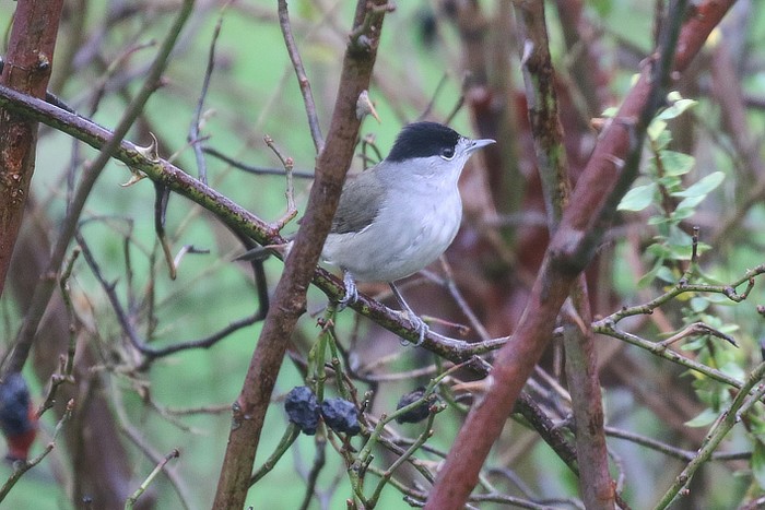 Blackcap