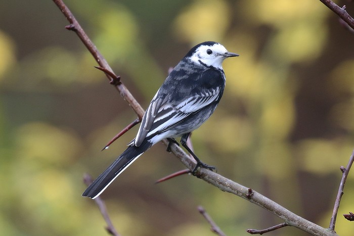 Pied Wagtail