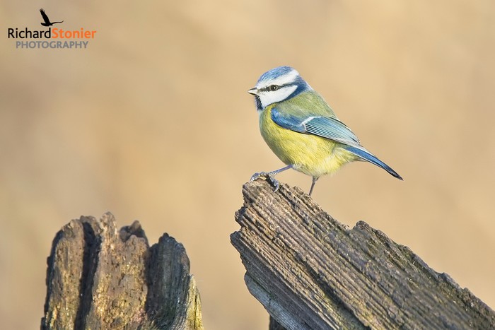 Blue Tit