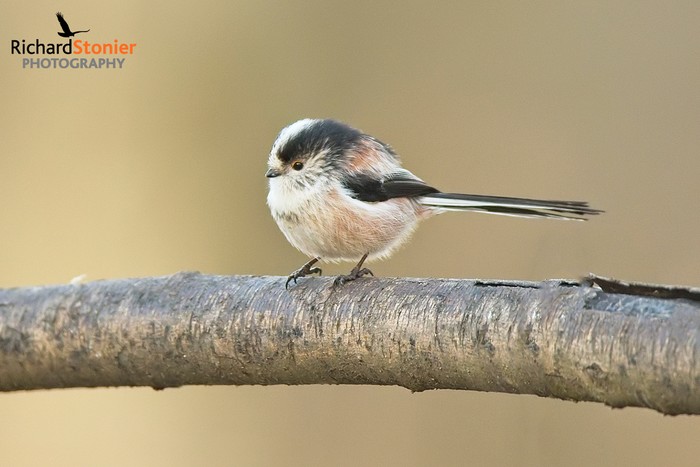 Long-tailed Tit