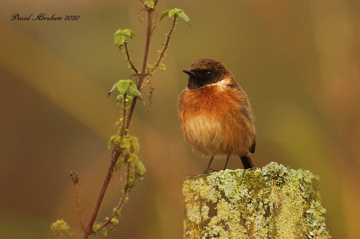 Stonechat 