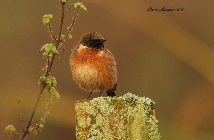 Stonechat 