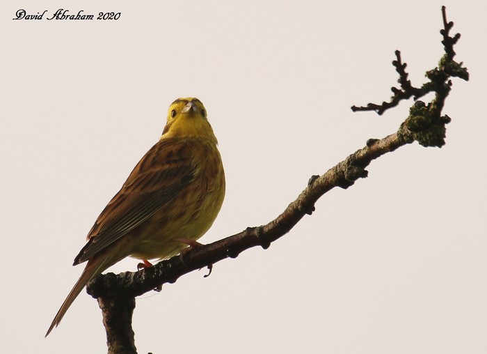Yellowhammer 