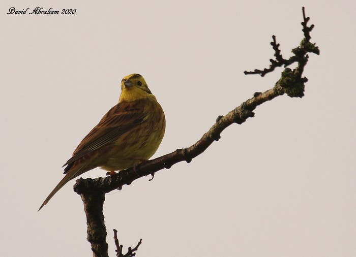 Yellowhammer 