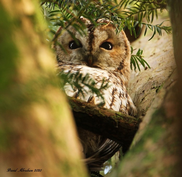 Tawny Owl 