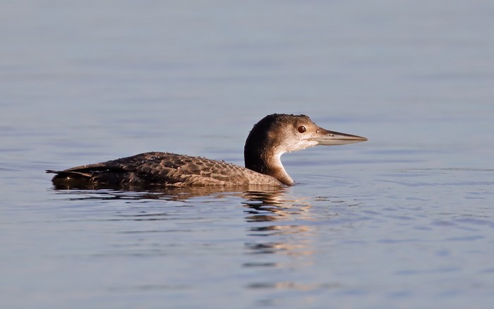 Great Northern Diver