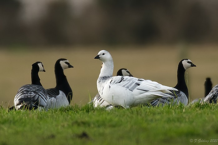 Barnacle Goose