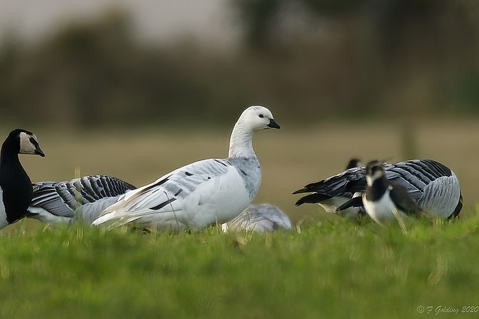 Barnacle Goose