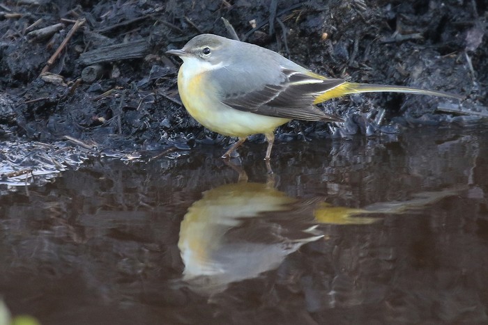 Grey Wagtail
