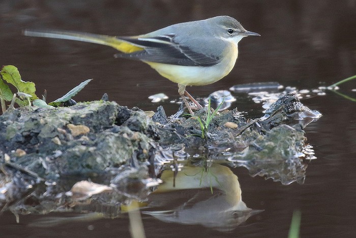 Grey Wagtail