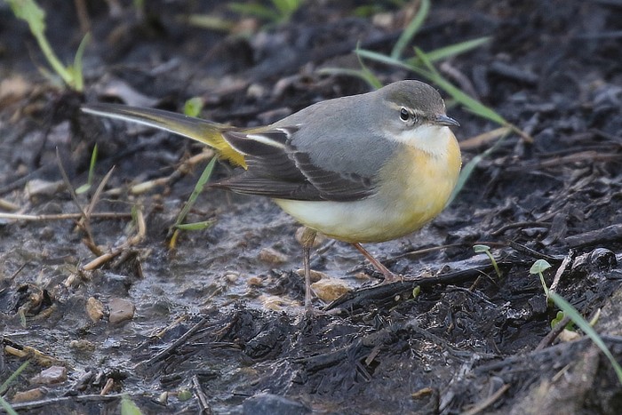 Grey Wagtail