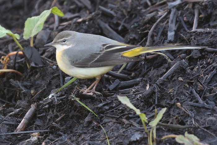 Grey Wagtail