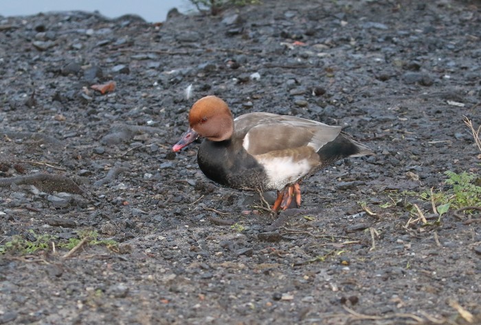 Red-crested Pochard