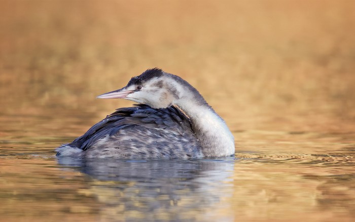 Great Crested Grebe