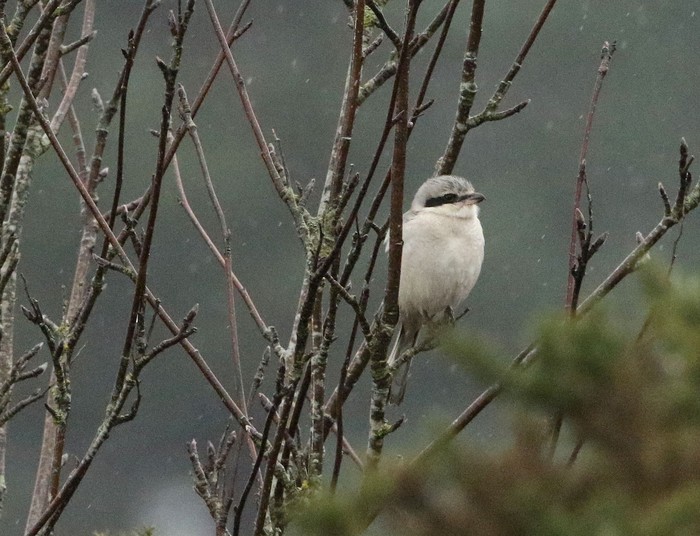 Great Grey Shrike