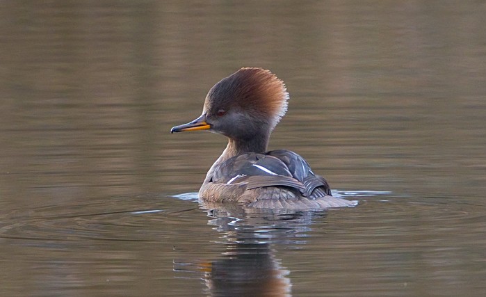 Hooded Merganser