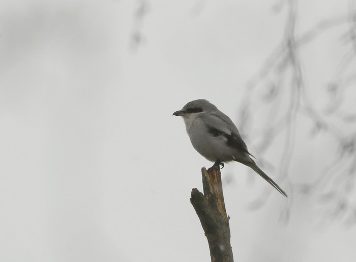 Great Grey Shrike