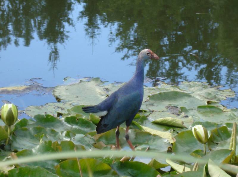 Purple Gallinule