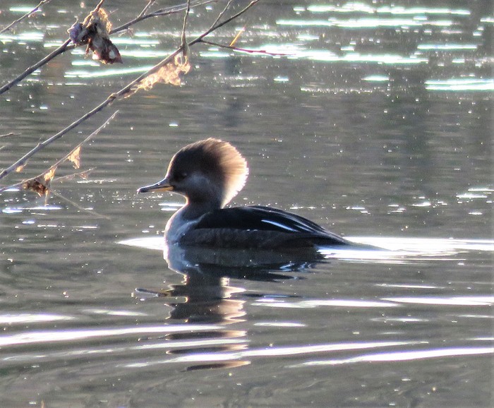 Hooded Merganser