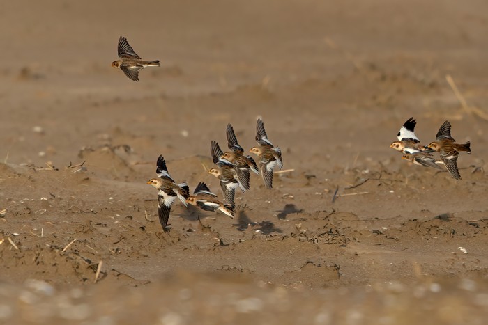 Snow Bunting