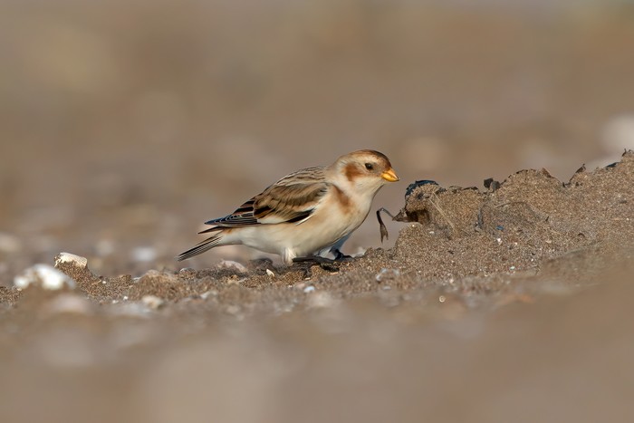 Snow Bunting