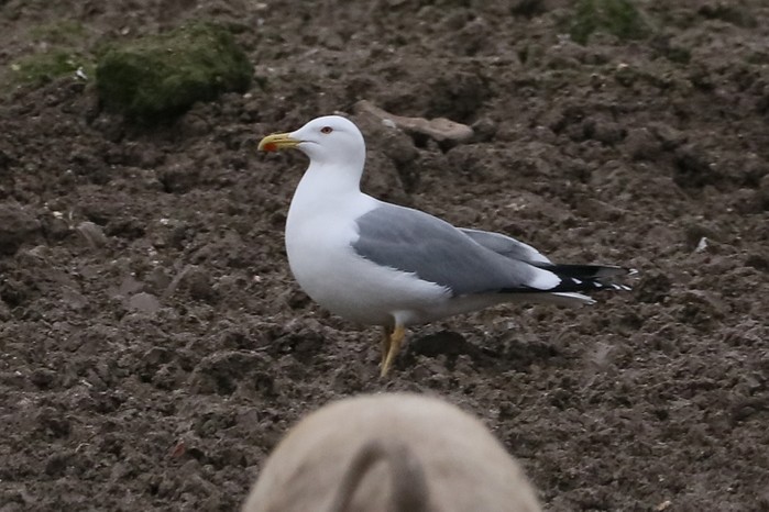 Yellow-legged Gull