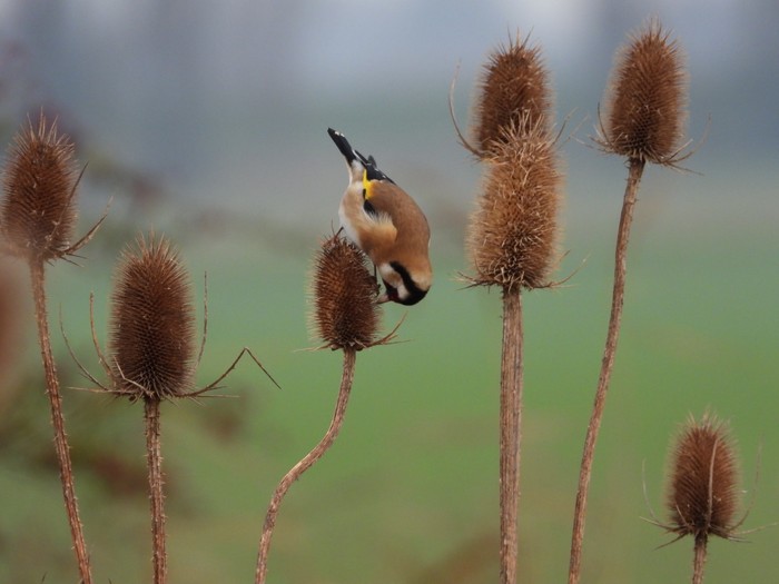 Goldfinch