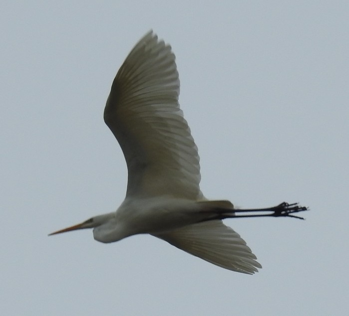 Great White Egret