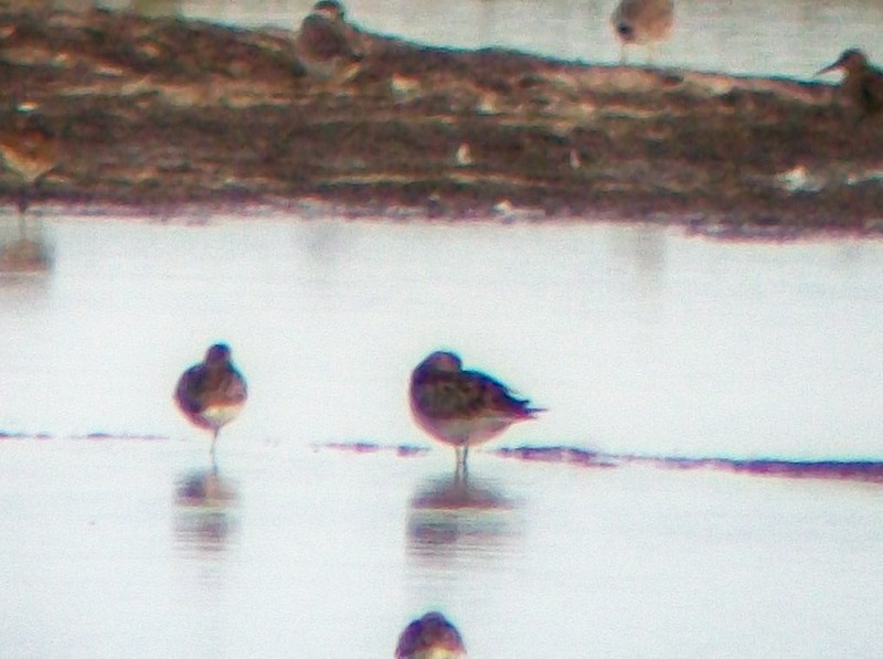 Sharp-tailed Sandpiper