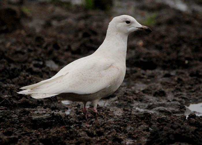 Iceland Gull
