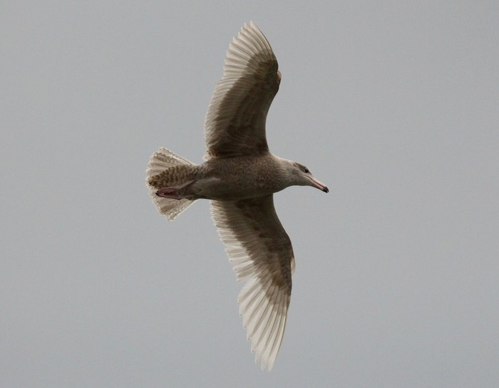 Glaucous Gull