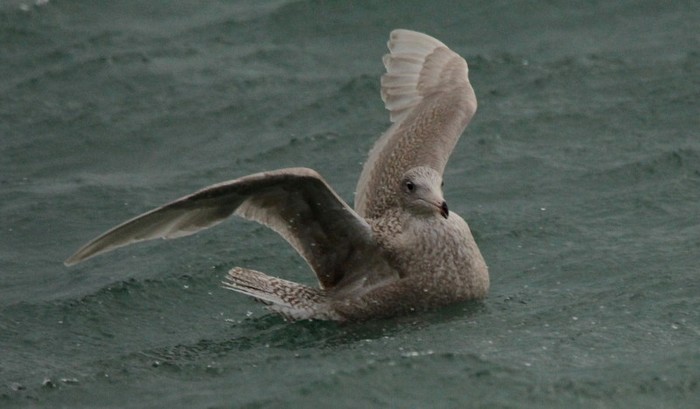 Glaucous Gull