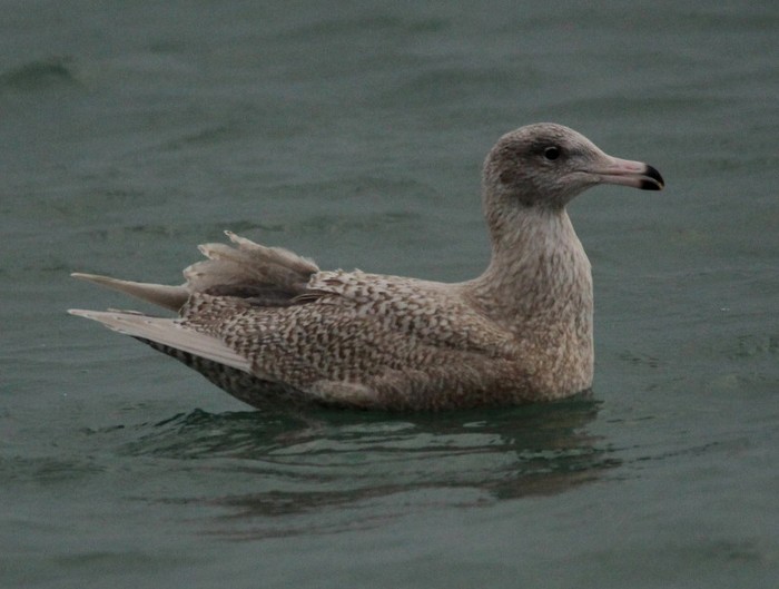 Glaucous Gull