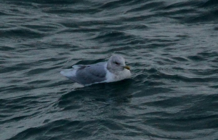 Iceland Gull