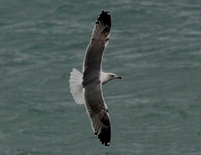 Yellow-legged Gull