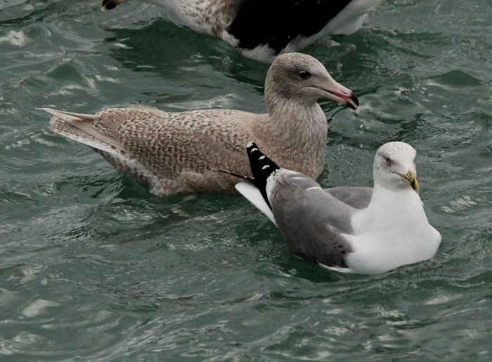 Glaucous Gull