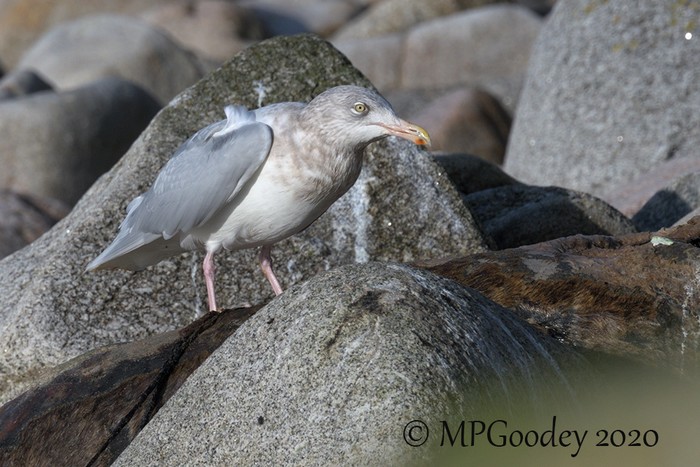 Glaucous Gull