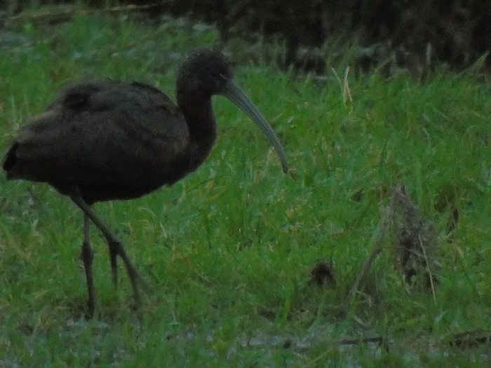 Glossy Ibis