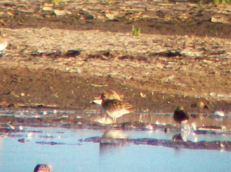 Sharp-tailed Sandpiper