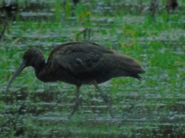 Glossy Ibis