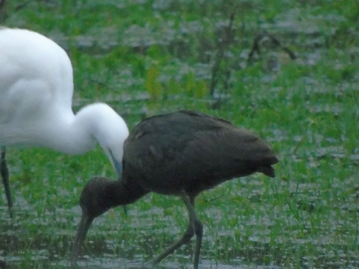 Glossy Ibis