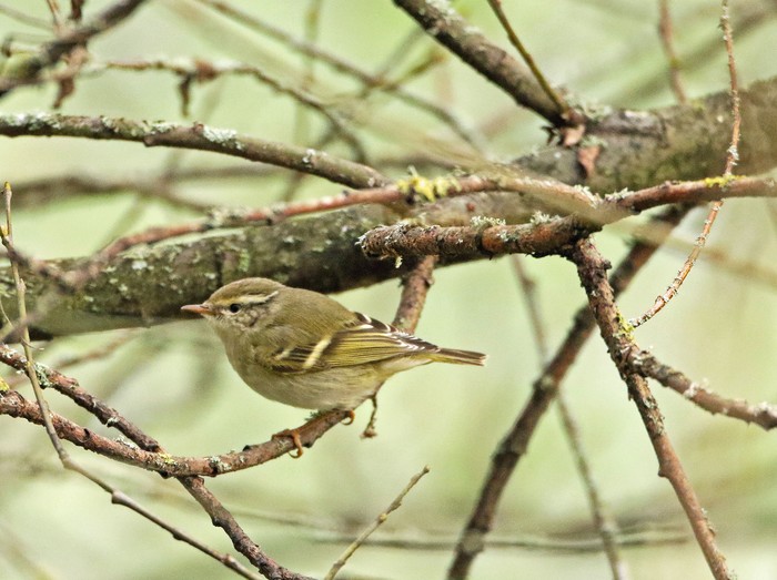 Yellow-browed Warbler