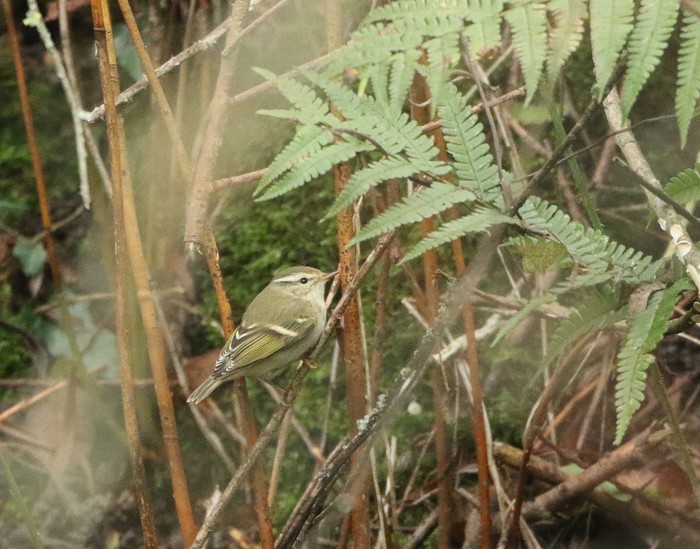 Yellow-browed Warbler