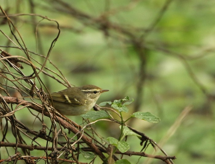 Yellow-browed Warbler