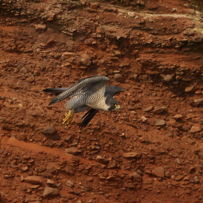 Peregrine
