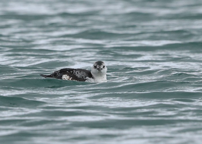 Black Guillemot