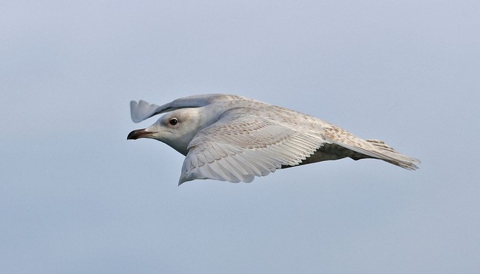 Iceland Gull