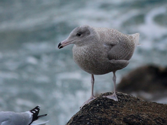 Glaucous Gull